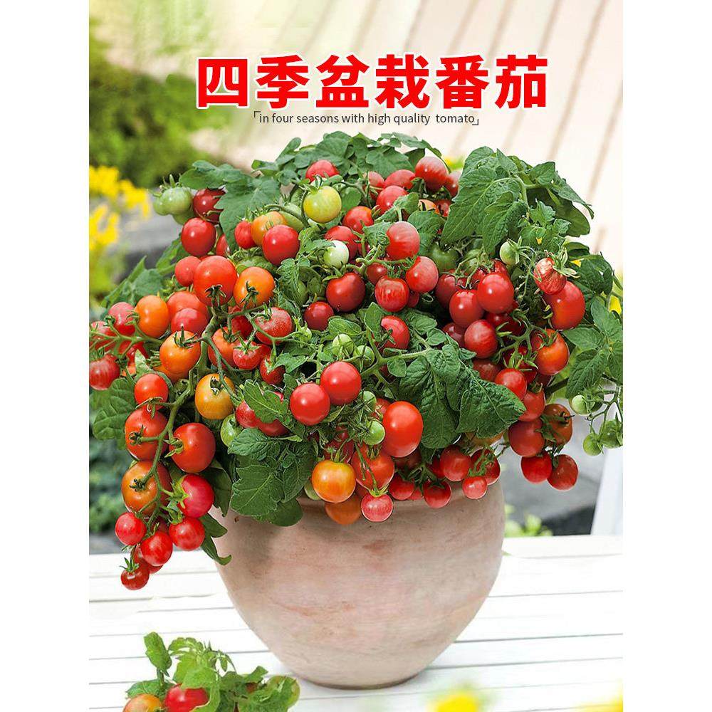 矮生小番茄苗盆栽带花果四