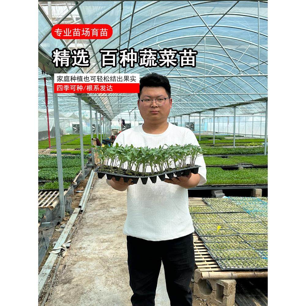 蔬菜苗大全番茄小秧四季阳