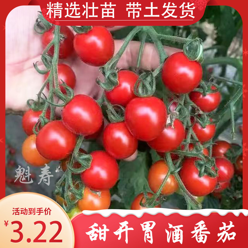 甜开胃酒番茄苗超樱桃种秧