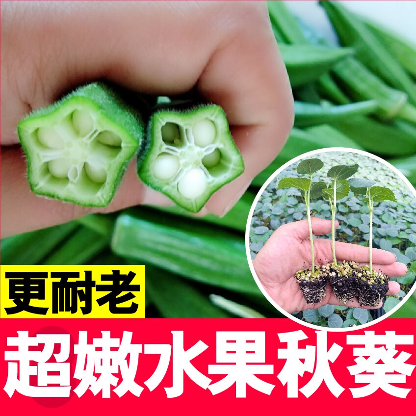 水果秋葵秧苗超嫩不易老黄