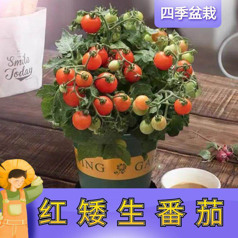 矮生番茄苗种籽樱桃小西红柿种子圣女果苗四季阳台盆栽蔬菜幼苗孑