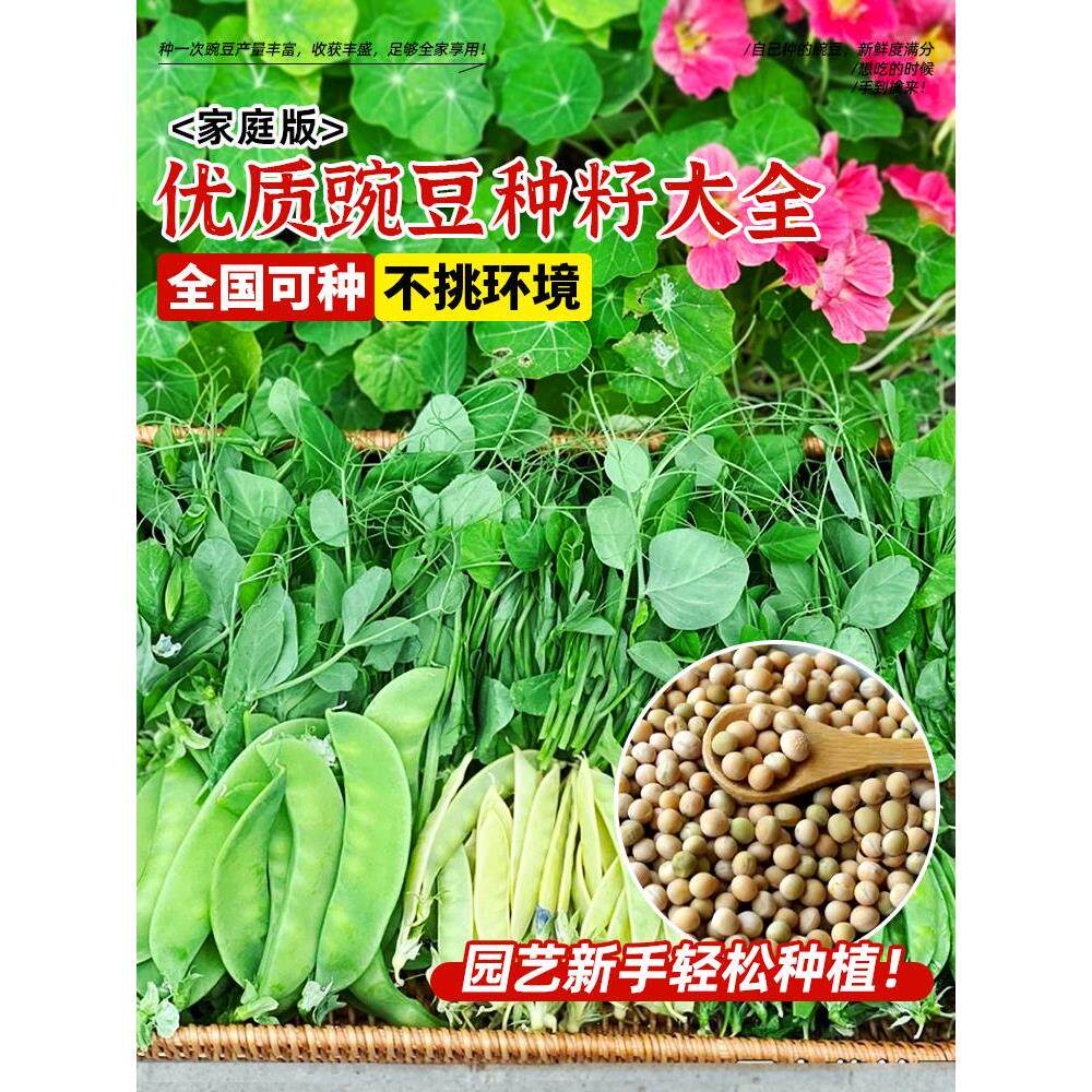四季豌豆种籽子孑高产苗蚕