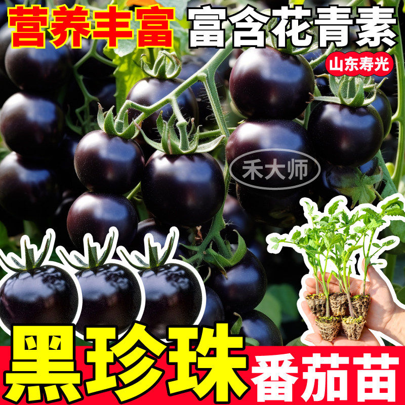 山东寿光黑珍珠番茄苗秧高