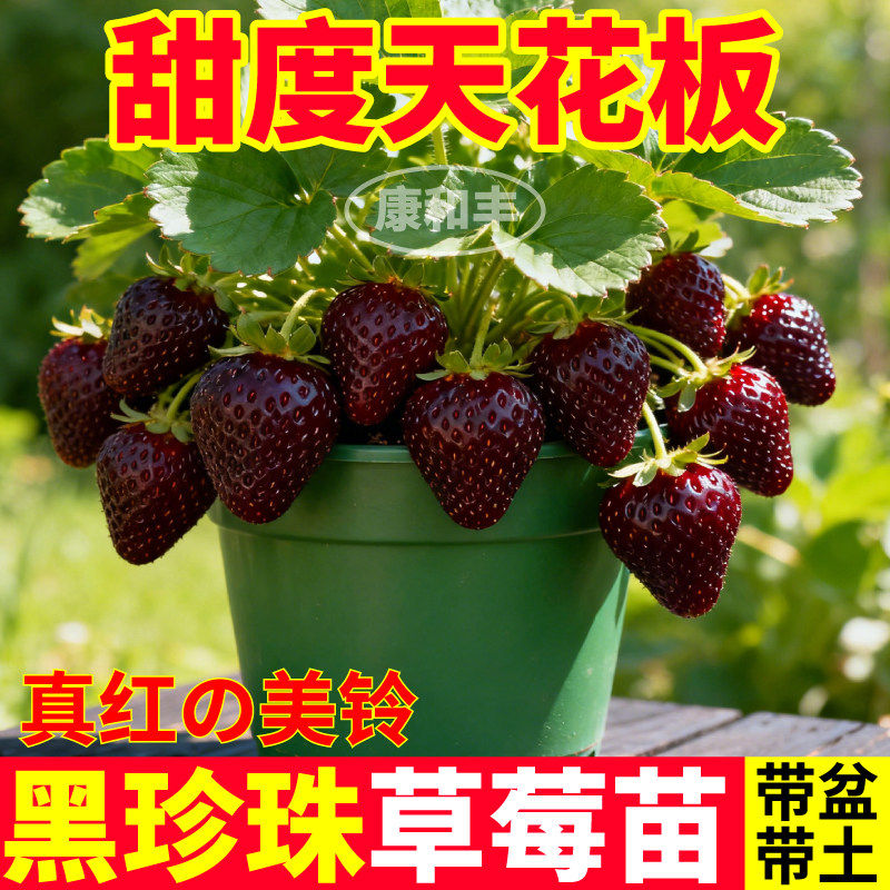 盆栽黑珍珠草莓苗秧带土真