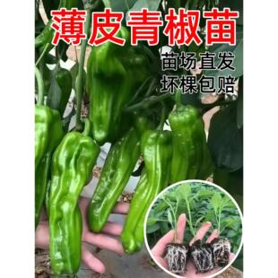 四季薄皮青椒苗秧苗高产皱皮虎皮青椒苗不辣苏椒泡椒苗阳台种盆栽