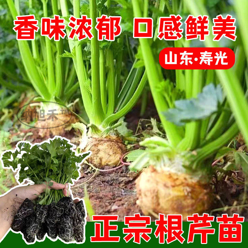 正宗地中海根芹苗秧四季盆