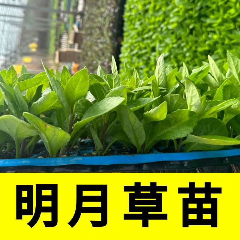 正宗明月草秧苗四季秧苗高产苗
