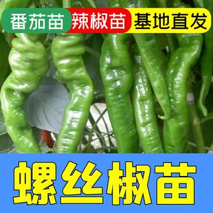 螺丝椒苗子种苗苗辣椒盆栽四季菜苗蔬菜秧幼苗海椒秧苗新鲜薄皮孑