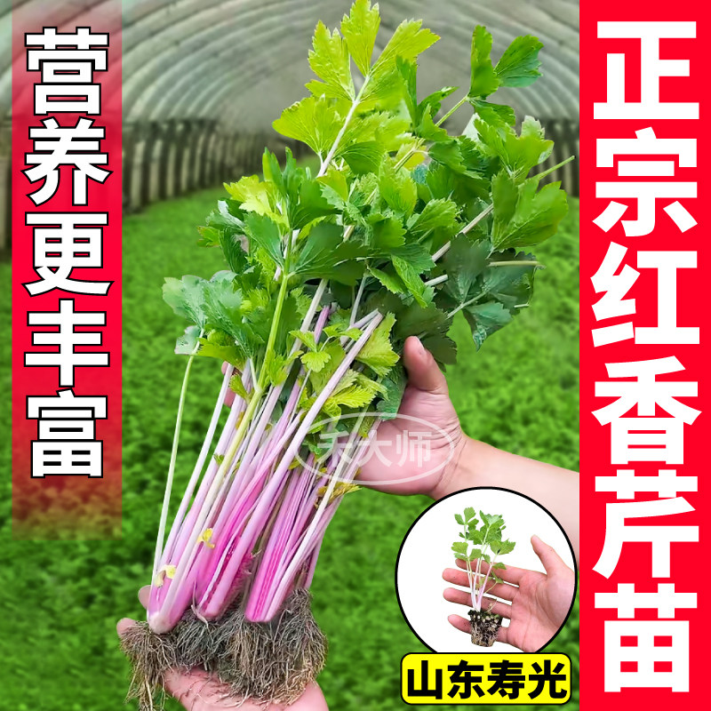 正宗红香芹苗秧四季高产皇