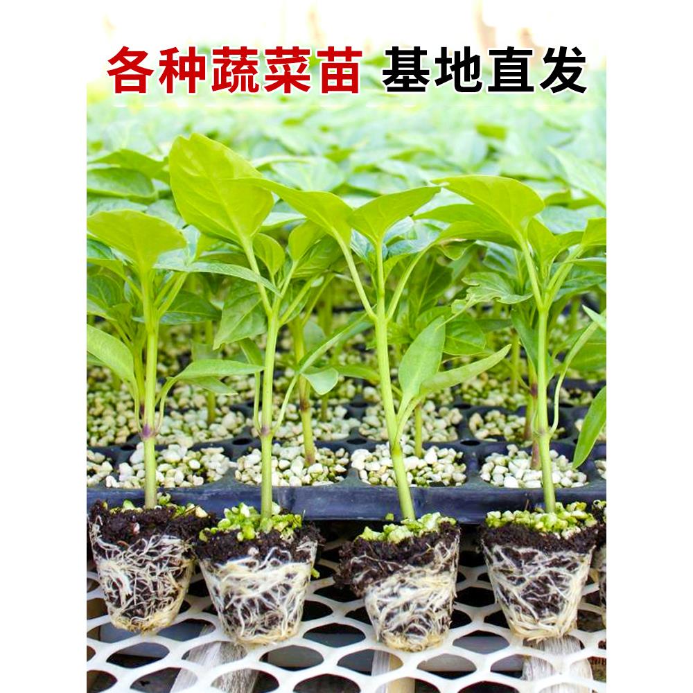 寿光蔬菜苗番茄秧圣女果辣