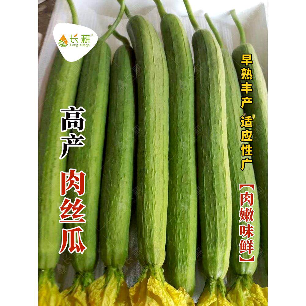 肉丝瓜种子春秋四季播高产