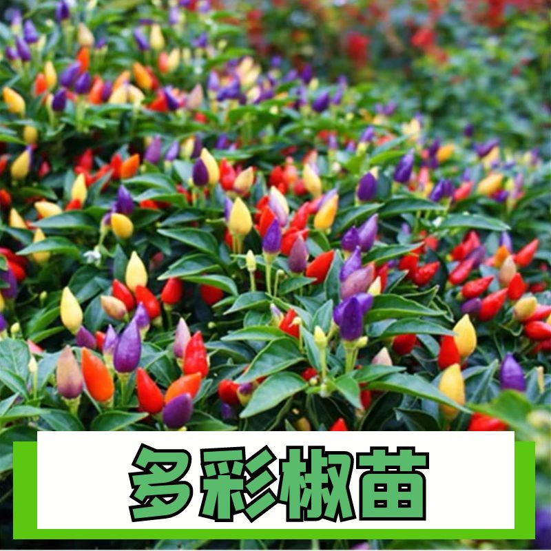 多彩椒秧苗四季正宗高产辣椒苗