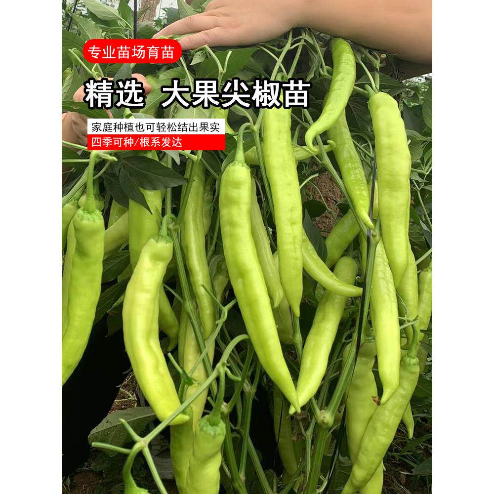 高产辣椒羊角彩甜螺丝线朝