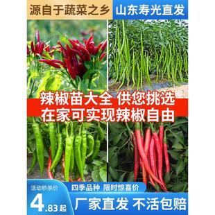 辣椒种苗大全四季朝天椒小米椒树苗七彩薄皮椒螺丝椒秧苗种子盆栽