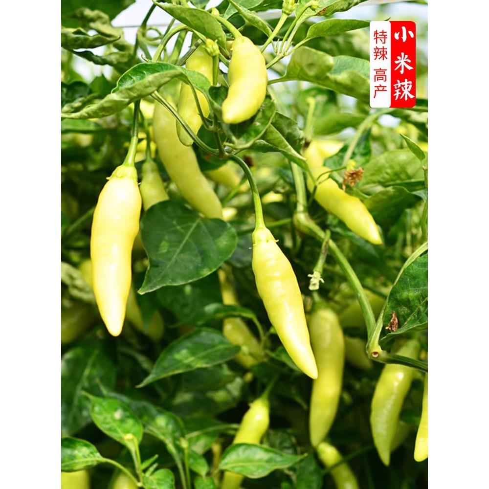 【】小番茄西红柿苗辣椒幼