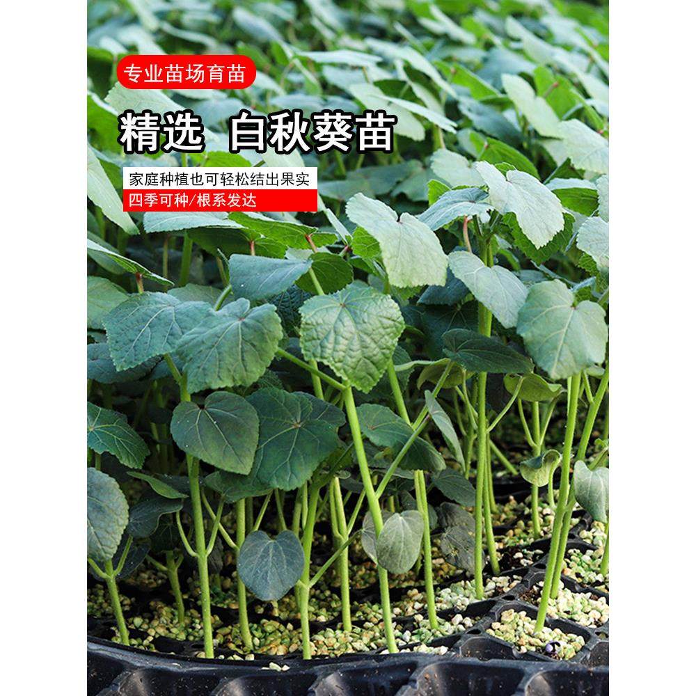 白秋葵苗水果秧家庭阳台种