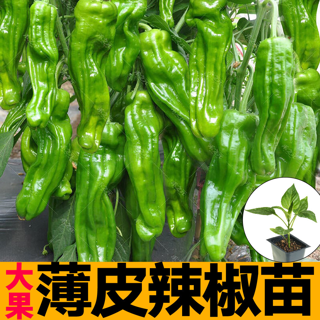 薄皮辣椒苗秧早熟大果皱香