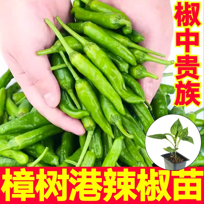 寿光樟树港辣椒苗秧正宗湖