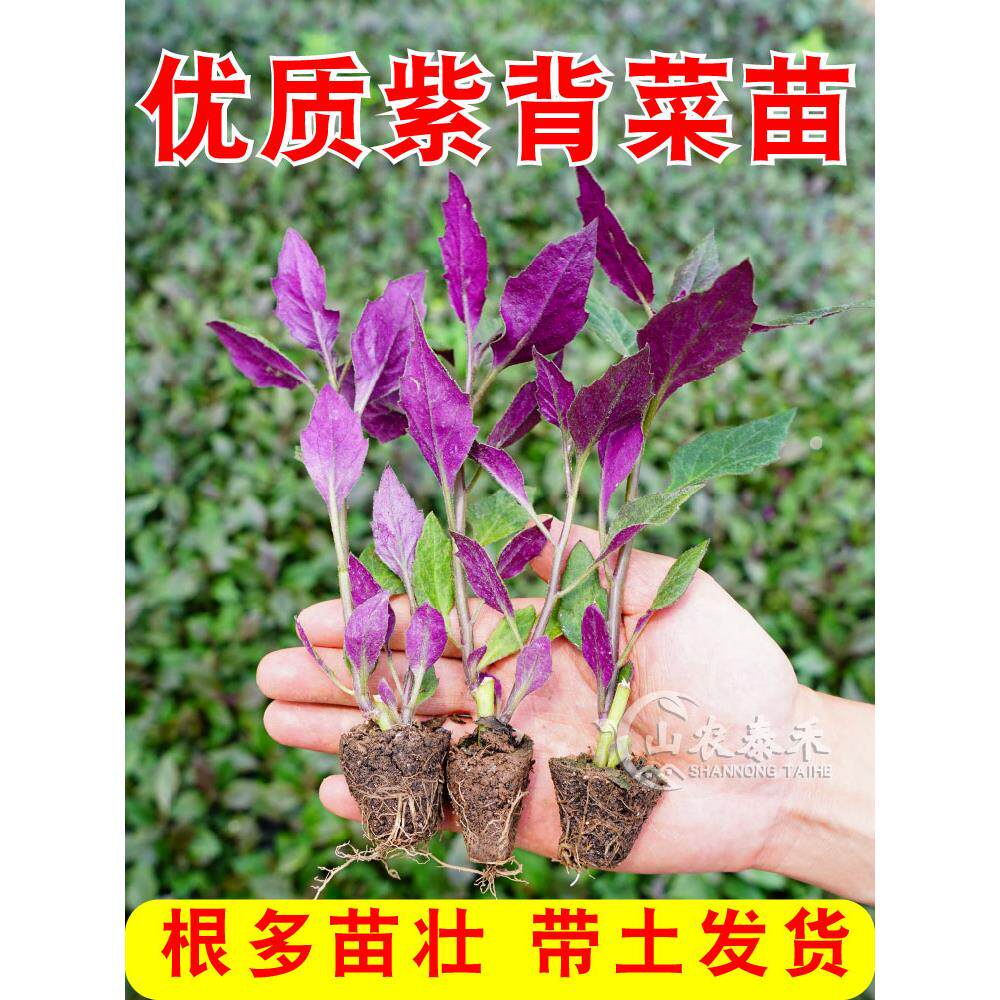 紫背菜苗天葵血皮红凤然观