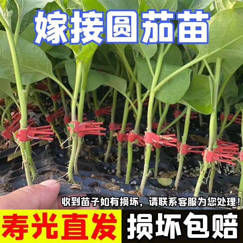 嫁接圆茄秧苗子嫁接园茄子苗树苗秧苗元茄苗辣椒四季盆栽蔬菜苗