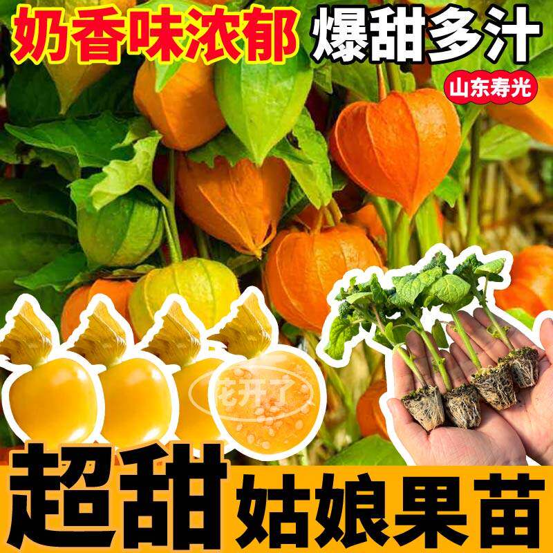 东北奶香姑娘果秧苗大黄紫