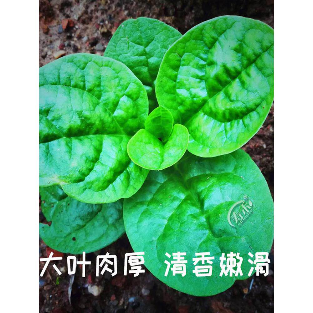 大叶木耳菜种子籽孑苗四季