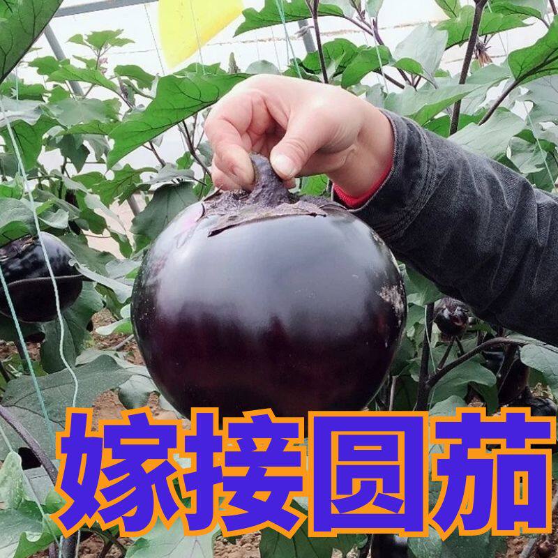 嫁接圆茄紫黑大圆茄秧苗嫁接苗蔬菜幼苗四季种植高产超亮紫光包邮