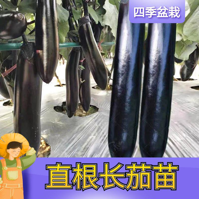 粉贝贝番茄秧苗小番茄秧苗正宗