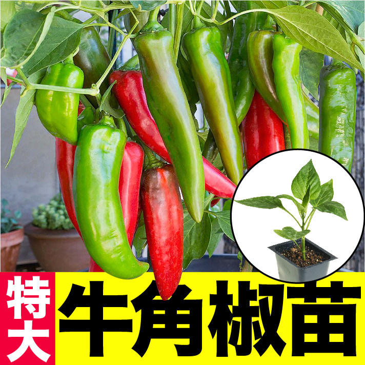 特大牛角椒苗秧带土发货果