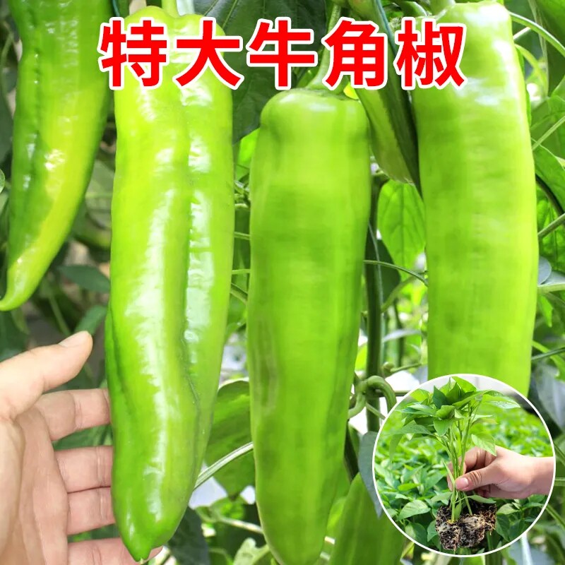 寿光特大牛角椒苗秧带土球