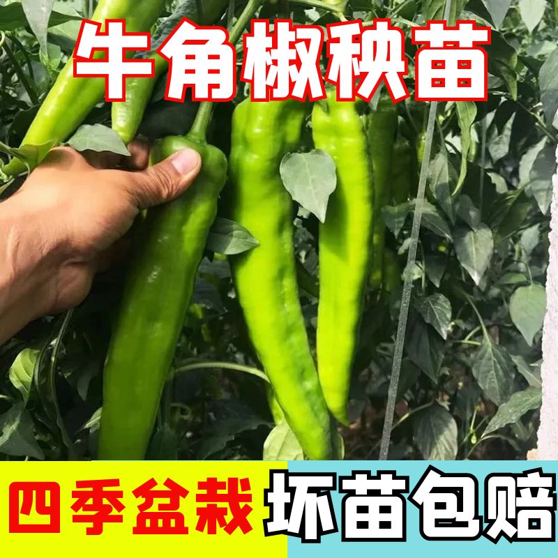 四季蔬菜苗特大牛角椒秧苗