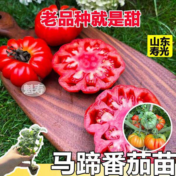 沙瓤爆甜老品种马蹄番茄苗