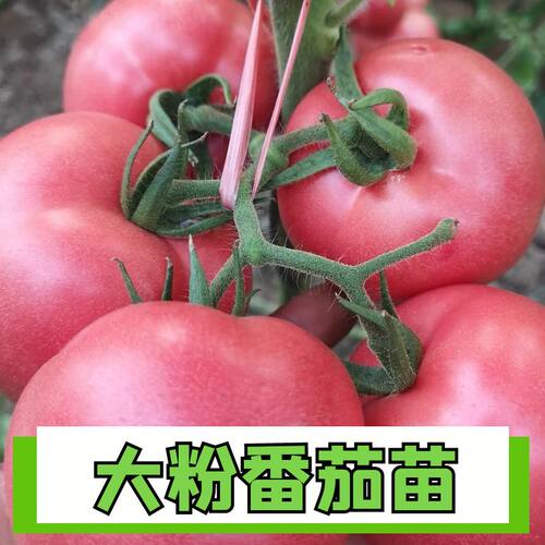 正宗高产大粉番茄四季正宗高产苗