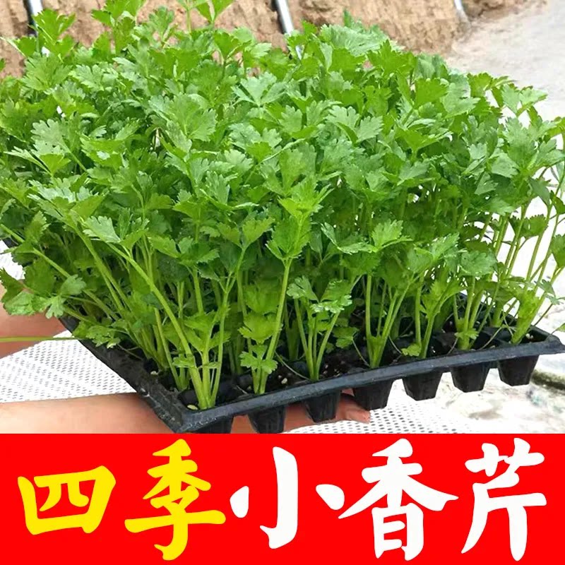 四季小香芹菜苗秧耐寒青杆