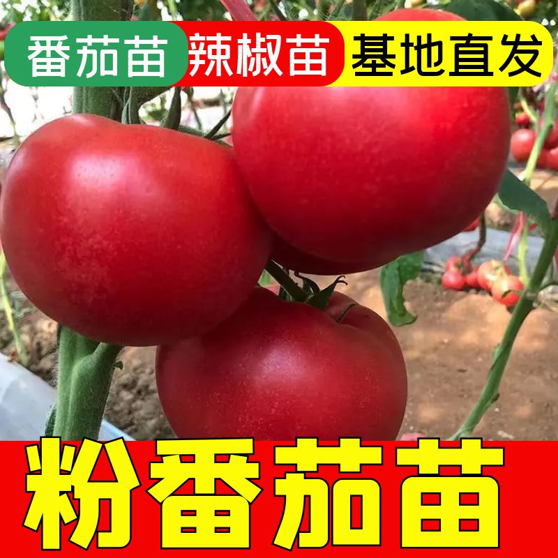 大粉番茄秧苗大番茄苗四季盆栽