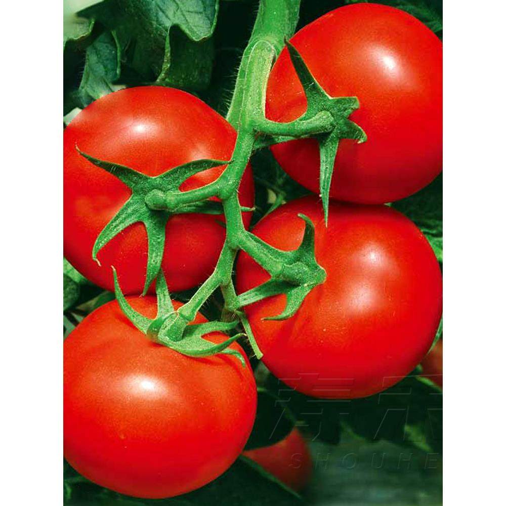 石头番茄种子苗大红西红柿种籽大硬果秧苗蔬菜孑大棚种植秧菜苗