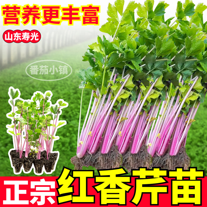 正宗红香芹苗秧四季种植水