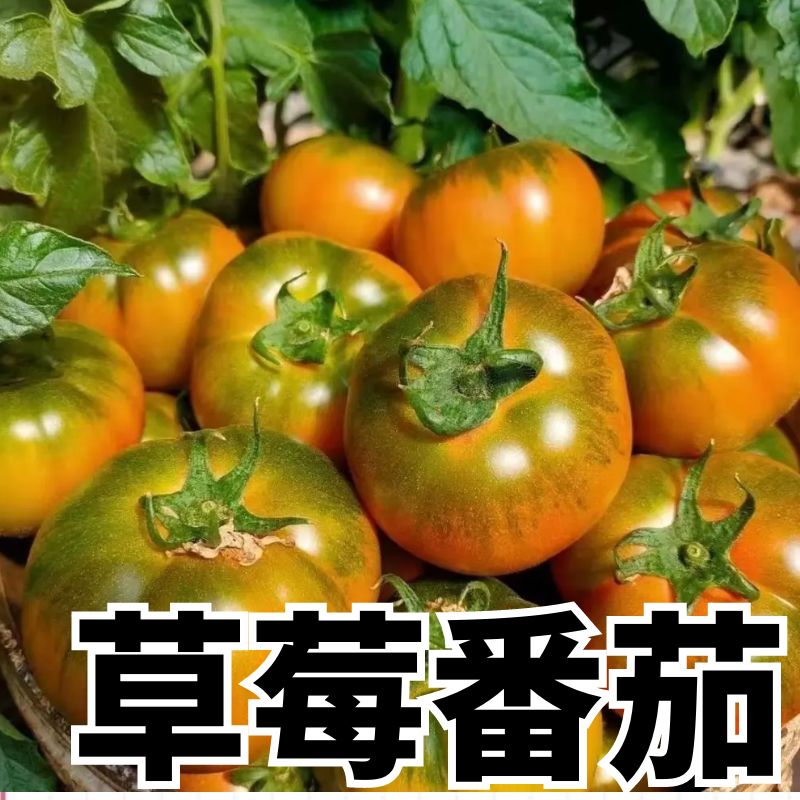 草莓番茄苗子嘎啦果绿肩腚