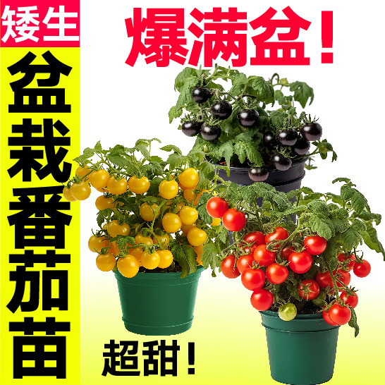 矮生红黄黑樱桃小番茄秧苗