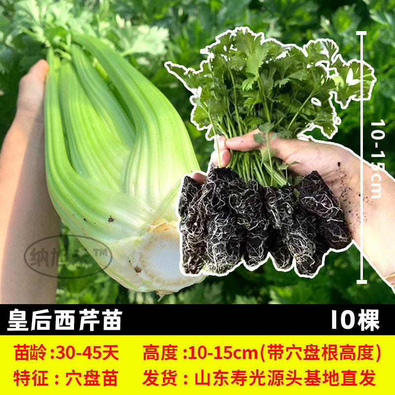 皇后西芹苗香水菜秧盆栽阳