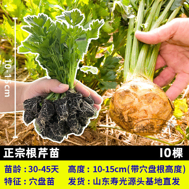根芹球菜种苗蔬阳台四季孑
