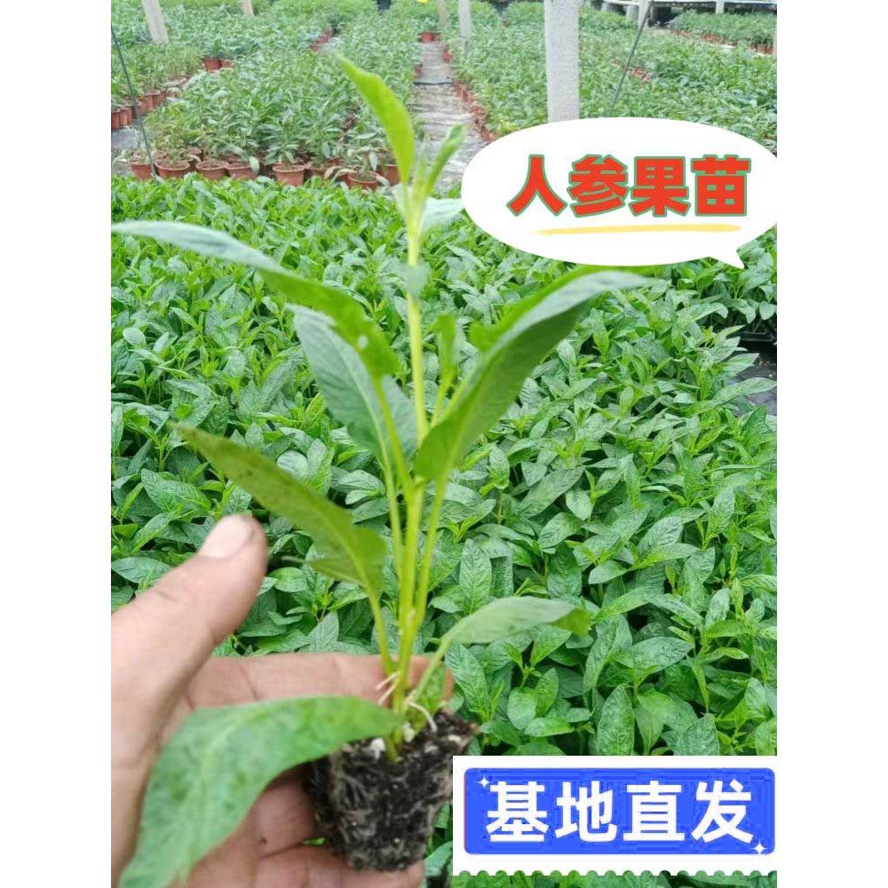 人参果秧苗正宗生树盆栽水