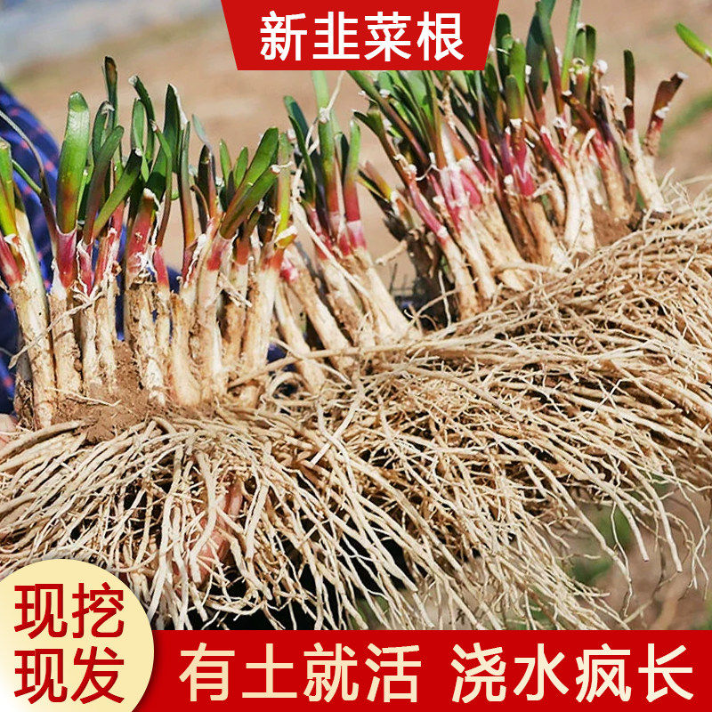 四季本地土韭菜根苗紫红宽