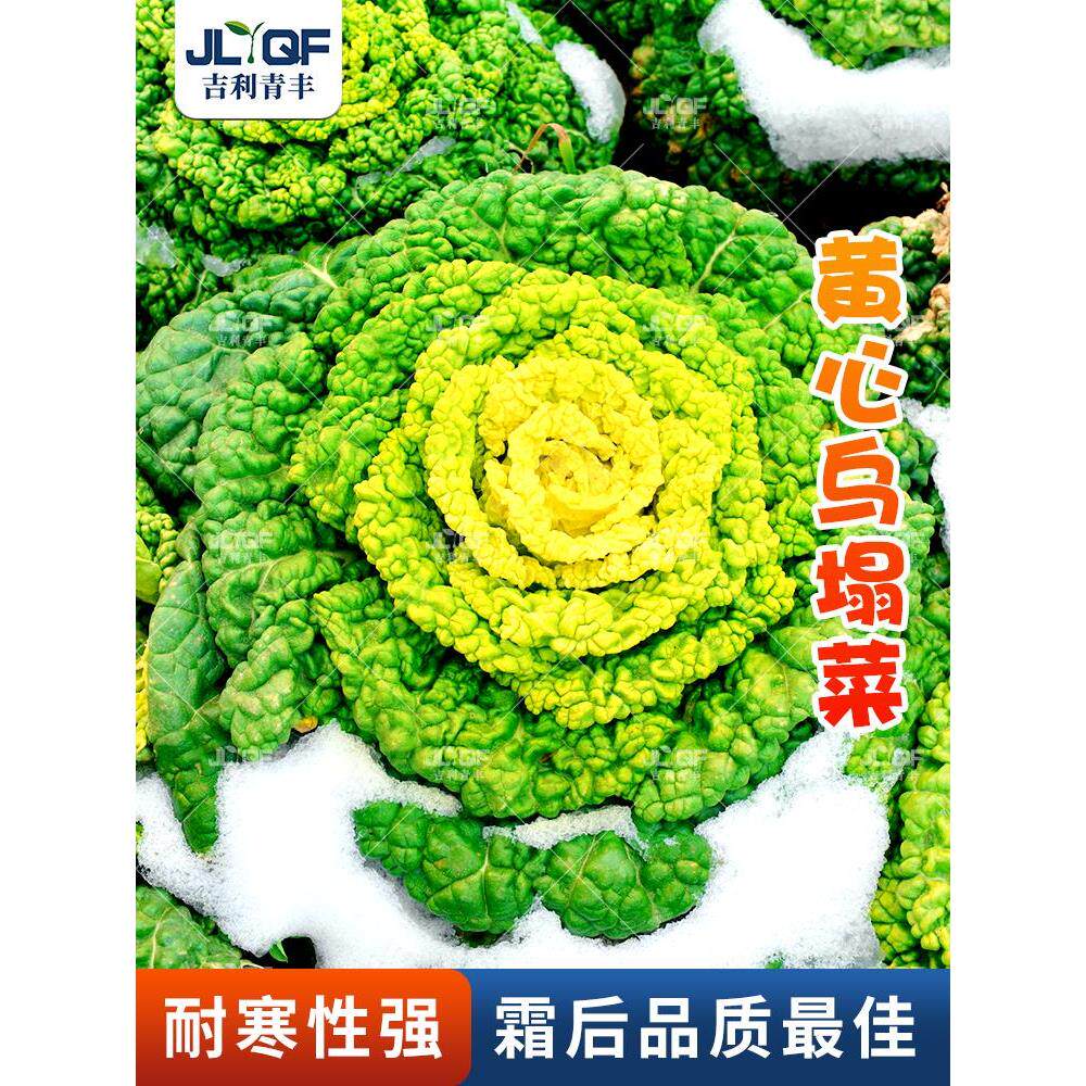 黄心乌塌菜种孑耐寒雪里金