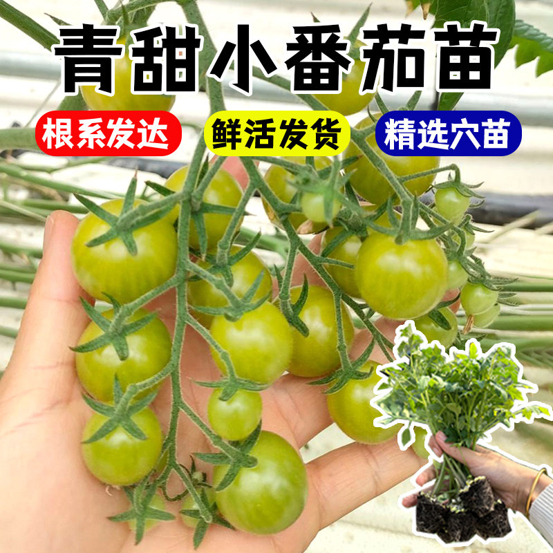 清甜2号番茄苗黄种子色小