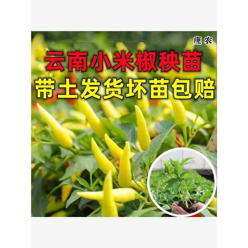 白小米辣椒苗种云南泡秧指