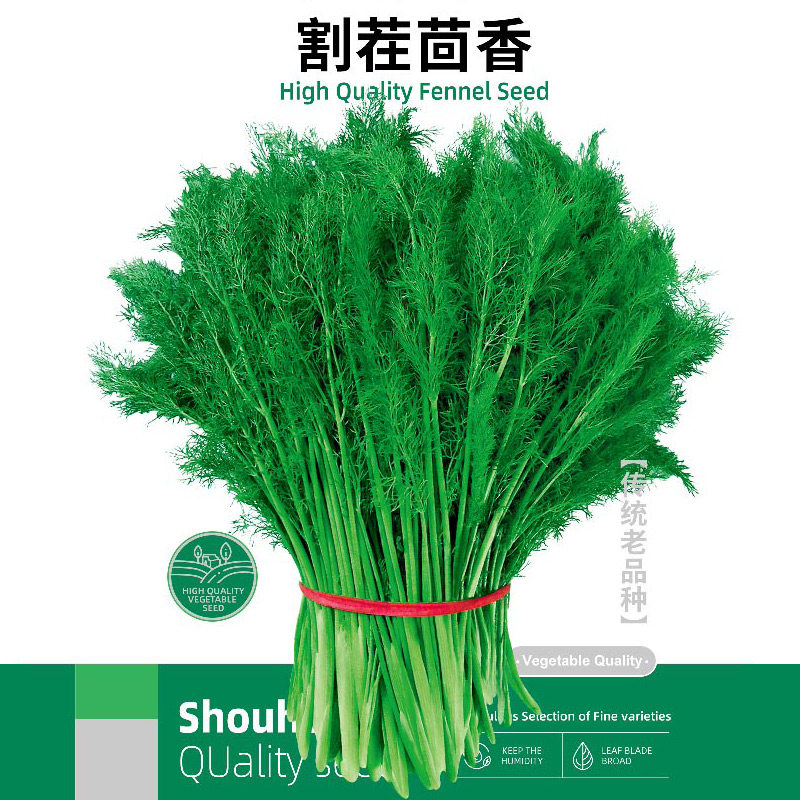 割茬茴香种子籽苗孑秧小菜