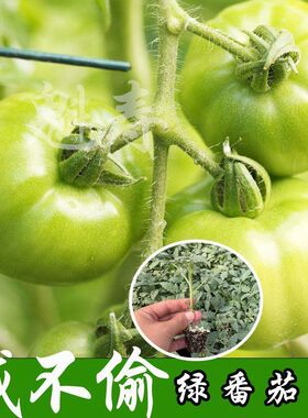 贼不偷绿番茄种子秧苗东北绿色西红柿种籽四季水果蔬菜沙瓤青柿子