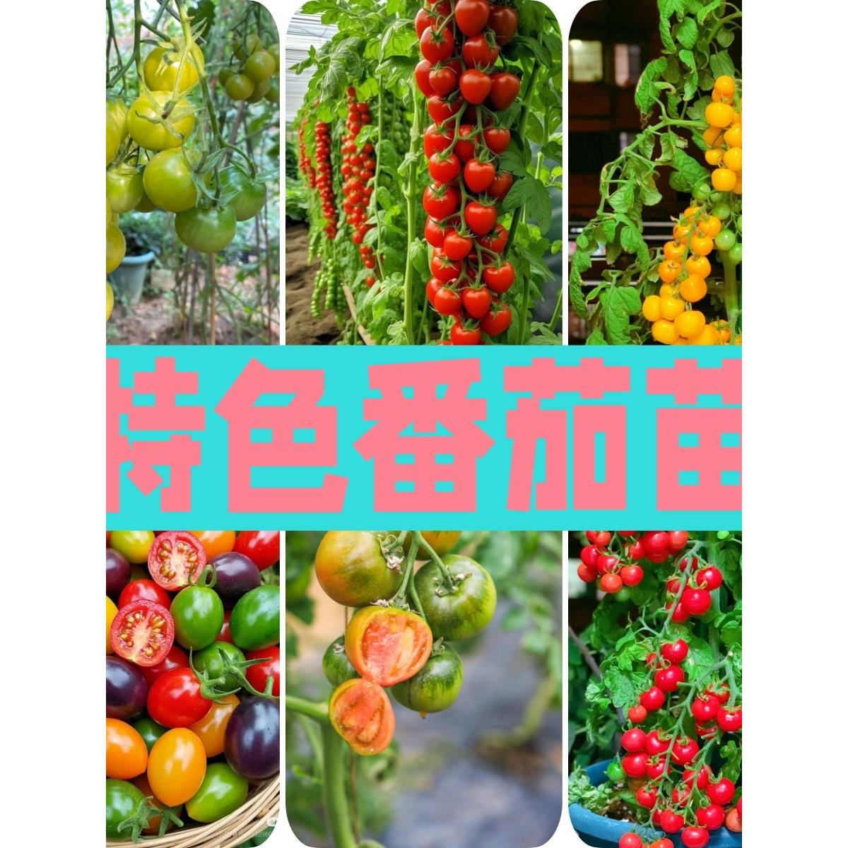 小番茄苗绿黄圣女果柿子采