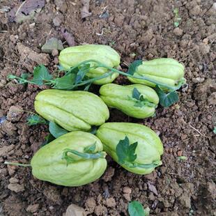 贵州佛手瓜带芽农家老朋瓜窝瓜洋瓜丰收瓜洋带芽发货捧瓜发芽